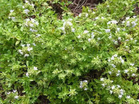 A low mound of thyme with tiny leaves and small white flowers.