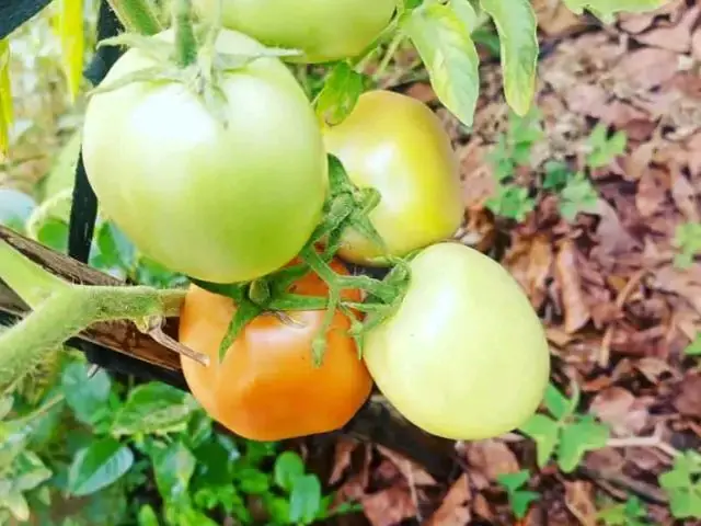 Large tomatoes ripening on the plant, green turning yellow and orange.