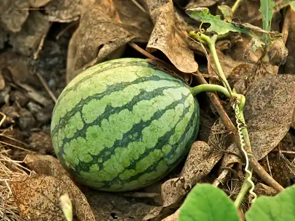 A young striped watermelon lying on the ground beside the vine.