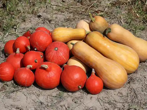 Harvested winter squash: red kuri and butternut.