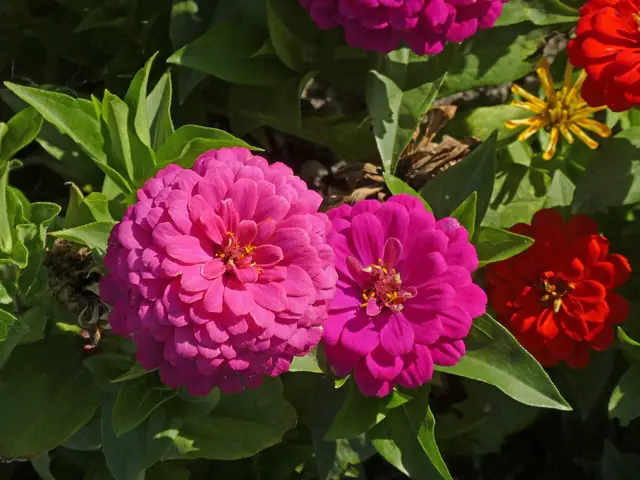 Pink and red zinnia flowers among green leaves.