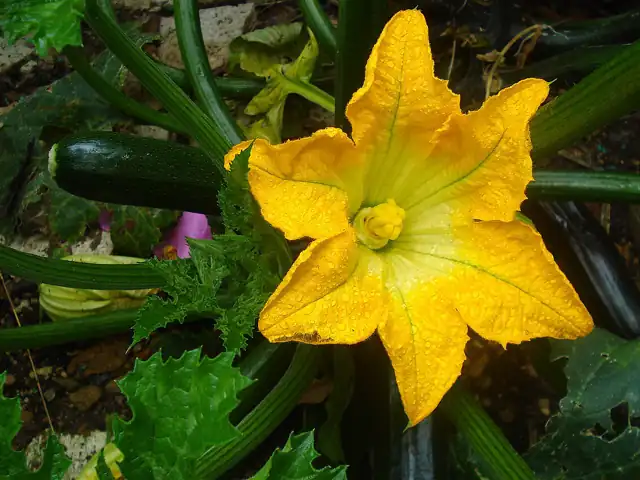 A yellow zucchini flower and young fruits on the plant.